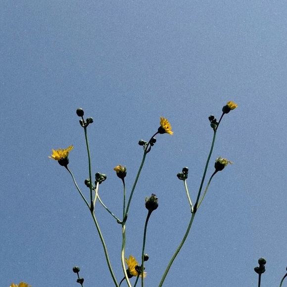 yellowbird_